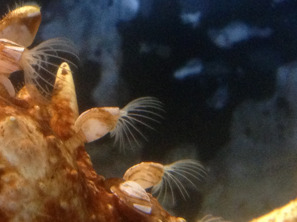 Представитель Семейства Poecilasmatidae